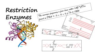 Restriction Enzymes That Cleave DNA into Fragments genetics biotechnology [upl. by Lahcim752]