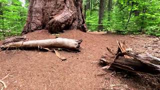 South Grove Trail Loop  Calaveras Big Trees State Park [upl. by Ryon785]