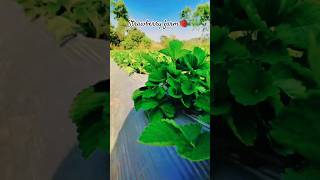 Strawberry farm🍓 nature viralvideo farming strowberry shortvideo trending [upl. by Eihcra]