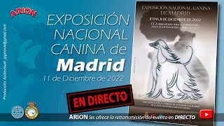 Exposición Nacional Canina de Madrid  IFEMA 11 de diciembre de 2022 [upl. by Eanad715]