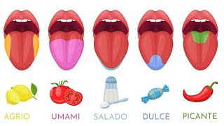 ¿Cómo funciona el sentido del gusto Tipos de sabores receptores y papilas gustativas👅 [upl. by Itnuahsa]