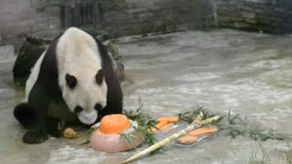 Worlds Oldest Male Panda Pan Pan Celebrates 31st Birthday [upl. by Savior]