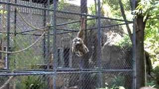 Whitehanded gibbons at sacramento zoo [upl. by Ssecnirp]