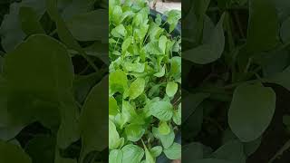 Spinach grown fully and ready to harvestELVPrasad Vlogs youtubeshorts [upl. by Yrahca]