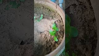 Vegetative propagation of Bryophyllum from its leaves shortsyoutube shorts [upl. by Alberto876]