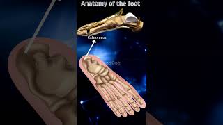 tarsals bones metatarsals phalanges feet foot medical doctor mbbs bhms bams anatomy [upl. by Josy757]