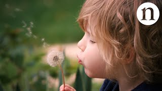 The secret physics of dandelion seeds [upl. by Blakeley]