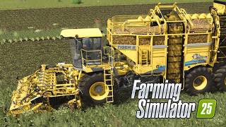 Şeker Pancarı Hasadı  Ropa Tiger 6 XL  Farming Simulator 25 [upl. by Rubinstein]