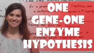 One GeneOne Enzyme Hypothesis Beadle amp Tatum Experiment [upl. by Ramah]