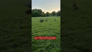 🇬🇧🦌Deer Park ukvlog nature walkthrough relaxing ukvlogPark [upl. by Dranyar]