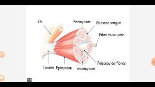 cours histologie le tissu musculaire [upl. by Lehcnom]