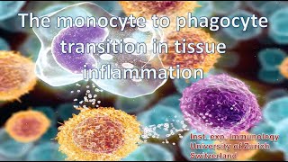 The monocyte to phagocyte transition in tissue inflammation [upl. by Manon180]