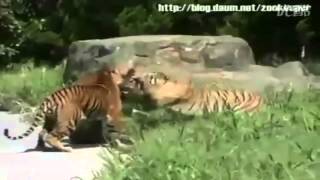 Tigre Siberiano vs Tigre de Bengala [upl. by Niltac107]