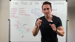 Introduction to the Nervous System [upl. by Japeth]