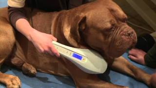 ROSIN Tiergesundheit  Lasertherapie [upl. by Eniotna]