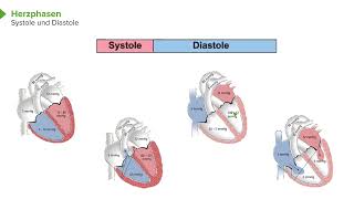 Herzphysiologie I Phasen des Herzzyklus I Srdjan Maksimovic [upl. by Stevie]