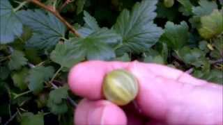 Harvesting gooseberries and some info about them [upl. by Hpesojnhoj]