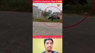 A wild boar entered the village 😱🤯 shorts youtubeshorts status video [upl. by Elo]