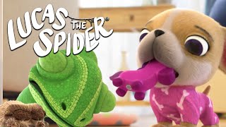 Avocados Puppy Chew Toy is TOO LOUD  Lucas The Spider [upl. by Jordan]