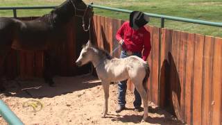 Foal Training Desensitizing Through Touch and Rub [upl. by Casimire]