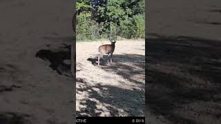 Holding Velvet outdoors nature whitetailbucks whitetails deer outdoorlife whitetail buck [upl. by Aissela]