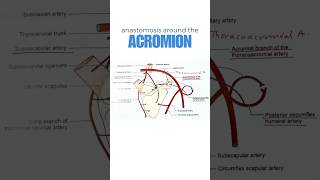 Arterial anastomosis around the acromion process of scapula shorts scapularanastomosis [upl. by Spatz601]