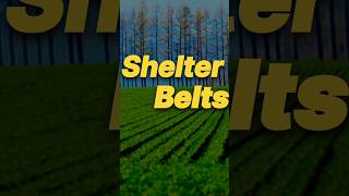 shelter belts Importance of shelter belts  class10boards windbreak geography cbse viral [upl. by Lerret717]