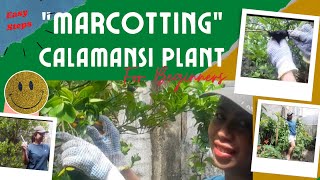 How to Marcot the Calamansi Plant for Beginners  Harvesting Alugbati at Backyard Garden [upl. by Eyak]