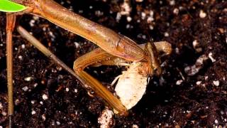 Praying mantis vs stink bug [upl. by Royden]