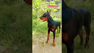 European Doberman doberman dog pets studmale kerala reels dobby doglover [upl. by Luben]