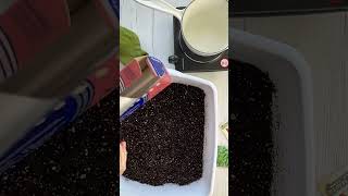 How to Sterilize Your Potting Soil Escape pesky gnats shorts garden gardeningtips gardening [upl. by Eahsel158]