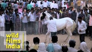 Black and white marwari horse dancing at Pushkar Fair [upl. by Us58]