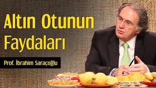 Altın Otunun Faydaları  Prof İbrahim Saraçoğlu [upl. by Lounge616]