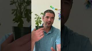 1 Mistake Your Making with Your Citronella Plant [upl. by Yrtnahc]