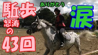 【乗馬初心者】寄れる！止まる！出ない！を克服したい！酷暑のレッスン！馬の頑張りに涙が止まらない！ [upl. by Aitropal185]