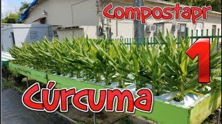 Como crecer Curcuma  Tumeric en el Huerto 12 [upl. by Timmie]