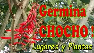 Como Germinar Árbol de CHOCHO🍃🌿  Pequeño Bucare  Erythrina rubrinervia [upl. by Shulock]