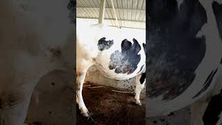 5th lactation cow gives 10 liters milk [upl. by Zulema484]