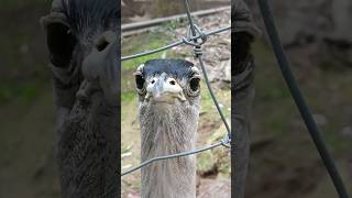 Australian Bustard At Gorge Wildlife Park [upl. by Hanna]