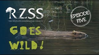 RZSSGoesWild Episode 5 Bringing back beavers [upl. by Aerdied]