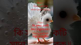 peachick and peafowl means explanation  ময়ূর সাবক english learning shorts peacockcall [upl. by Emawk625]