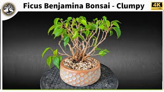 Ficus Benjamina Bonsai  Clumpy [upl. by Starling]