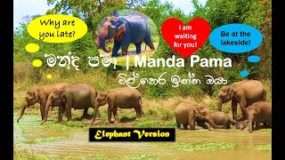 මන්ද පමා  Manda Pama wildlife umariya elephantversion nature sinhalasongscollection [upl. by Amak877]