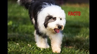 Sheepadoodle Facts Puppies and Full Grown Dogs [upl. by Rider]