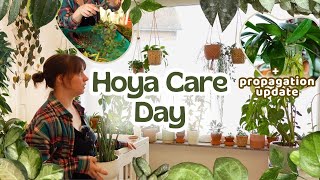 🌸Hoya Care Day 🌿Repotting Propagating Rearranging  More [upl. by Cathlene]