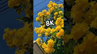 8K Tecoma stans  yellow elder flower yellowelder yellowflower 8k [upl. by Bbor]