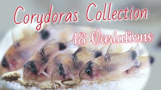 CORYDORAS FISHROOM TOUR 18 different Species of CORY CATFISH [upl. by Ardnal974]