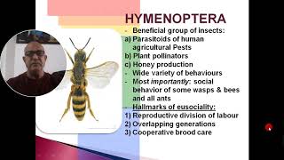 HYMENOPTERA [upl. by Glyn135]