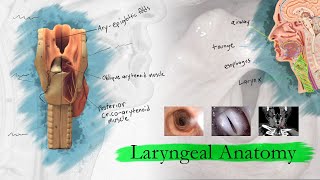 Introduction to Larynx Pharynx and Airway Anatomy [upl. by Chin]