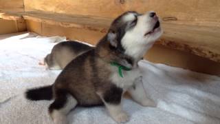 Up Close and Personal with Young Wolves  Snow Wolf Family And Me  BBC Earth [upl. by Fia]